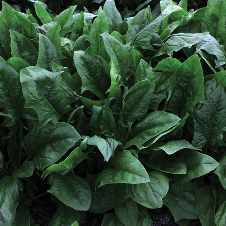 Imperial Star, (F1) Spinach Seeds - 25,000 Seeds image number null
